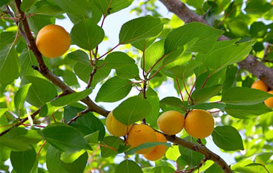 立夏吃個(gè)杏，到老沒(méi)有病